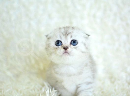 Eşsiz Güzellikte Silver Scottish Fold görsel