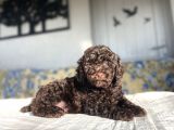BROWN CHOCOLATE TOY POODLE BEBEĞİMİZ