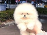 En İyi̇ Görsel Boo Yavrular