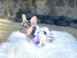 Li̇lactan Di̇şi̇ Muhteşem Güzelli̇kte French Bulldog