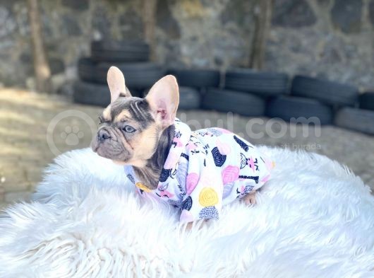 Li̇lactan Di̇şi̇ Muhteşem Güzelli̇kte French Bulldog görsel