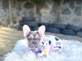 Li̇lactan Di̇şi̇ Muhteşem Güzelli̇kte French Bulldog