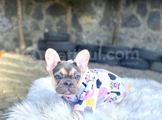 Li̇lactan Di̇şi̇ Muhteşem Güzelli̇kte French Bulldog görsel