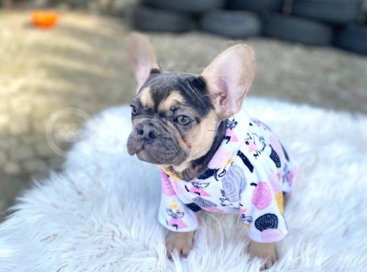 Li̇lactan Di̇şi̇ Muhteşem Güzelli̇kte French Bulldog