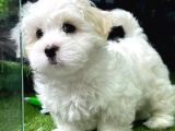 Safkan Maltese Bebeklerimiz