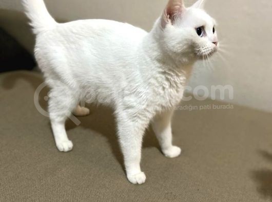 Dişi Scottish Straight Odd Eyes - 1.5 Yaşında görsel