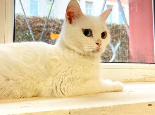Dişi Scottish Straight Odd Eyes - 1.5 Yaşında