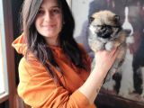 Pomeranian Yavrular (Bursa Köpek Okulu)