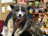 Ultra Kalitede Akita Inu Yavruları