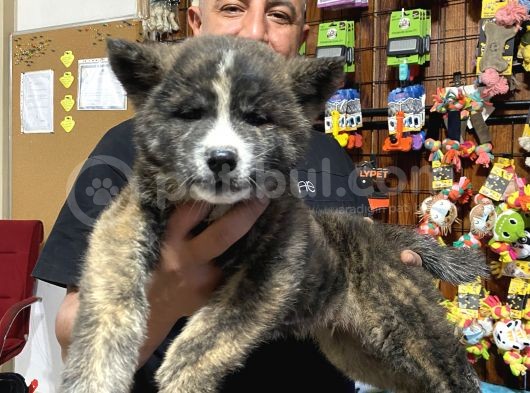 Ultra Kalitede Akita Inu Yavruları görsel