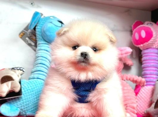 Teddy Face Boo Pomeranian Yavrular görsel