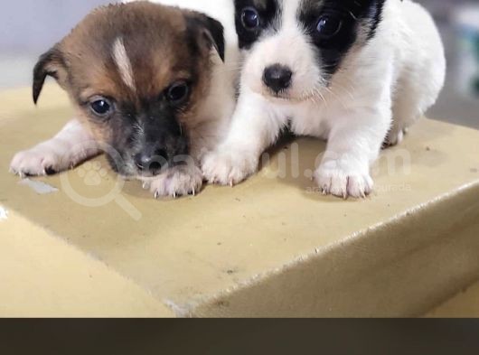 Oyuncu Enerji Dolu Jack Russel Bebekler