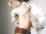 Ultra Kalitede Shihtzu Yavrularımız