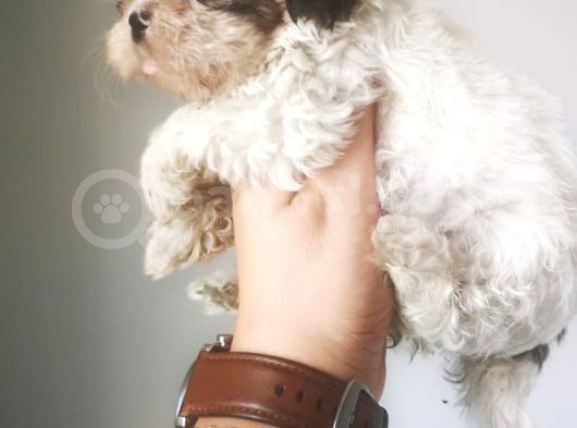 Ultra Kalitede Shihtzu Yavrularımız görsel