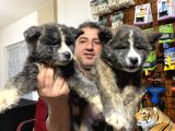 Ultra Kalitede Akita Inu Yavruları