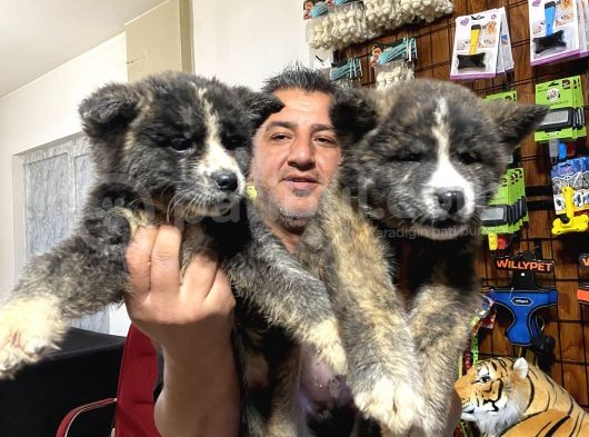 Ultra Kalitede Akita Inu Yavruları görsel