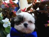 Ultra Kalitede Shihtzu Yavrularımız