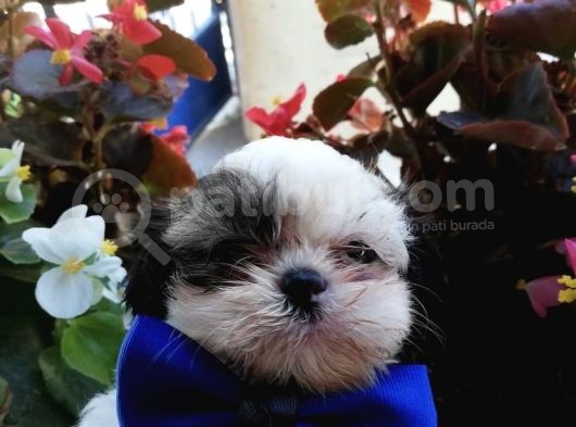 Ultra Kalitede Shihtzu Yavrularımız