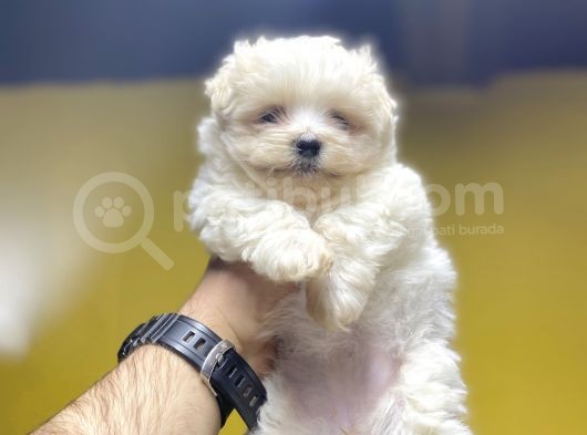Di̇zayn Irk Malti̇poo Bebekler A Kali̇te