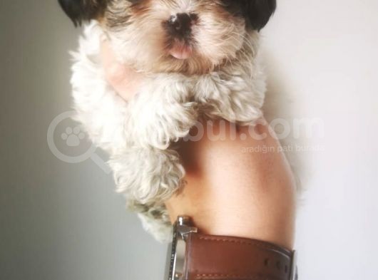 Ultra Kalitede Shihtzu Yavrularımız görsel