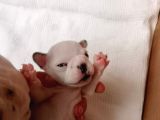 French Bulldog Yavru (Bursa Köpek Okulu)