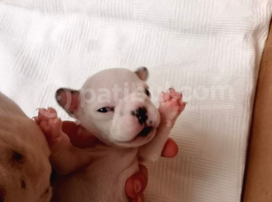 French Bulldog Yavru (Bursa Köpek Okulu) görsel