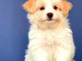 Evinize renk Katacak aşılı, pasaportlu Maltipoo bebeğimiz