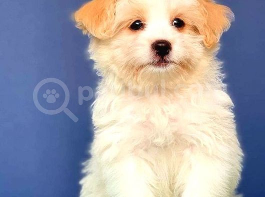 Evinize Renk Katacak Aşılı, Pasaportlu Maltipoo Bebeğimiz