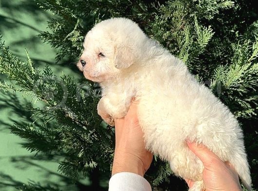 Malti̇po Teacup Erkek Karbeyaz görsel