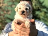 Toy Poodle Erkek