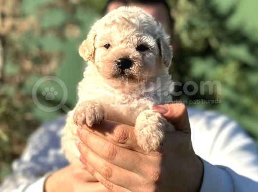 Toy Poodle Erkek görsel
