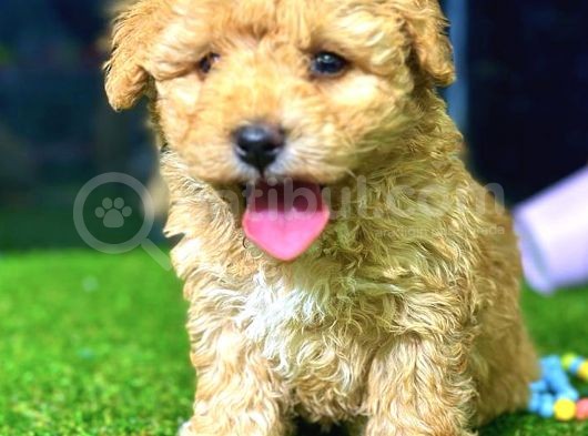 Toy Poodle Di̇şi̇ Mi̇ni̇ Boy görsel
