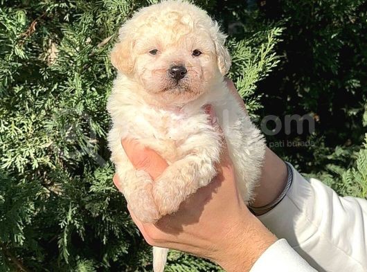 Toy Poodle Erkek görsel