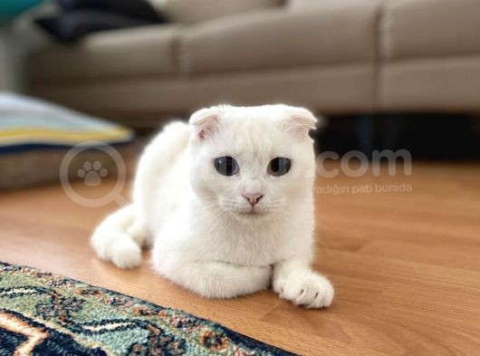 Dişi Scottish Fold Odd Eyes görsel