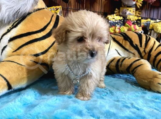 Orjinal Maltipoo Yavrular