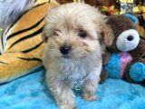Orjinal Maltipoo Yavrular