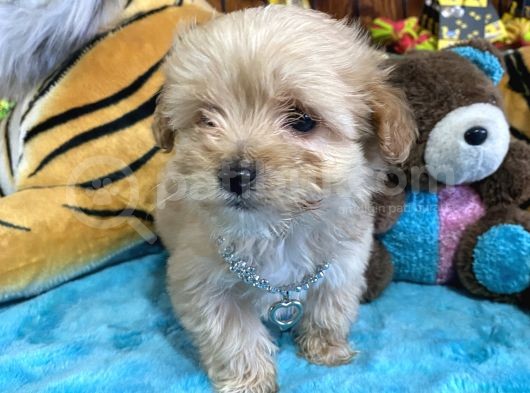 Orjinal Maltipoo Yavrular görsel