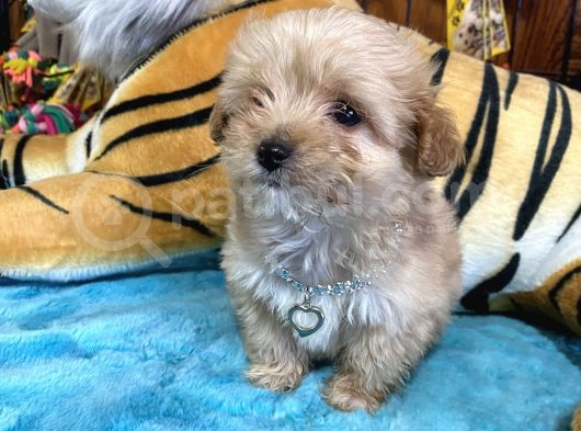 Orjinal Maltipoo Yavrular görsel