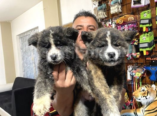 Orjinal Akita Yavruları