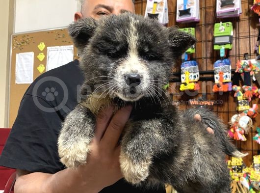 Orjinal Akita Yavruları görsel
