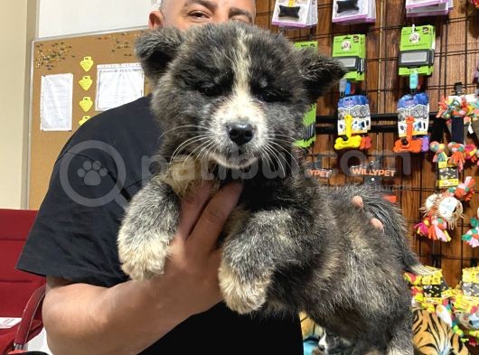 Orjinal Akita Yavruları görsel