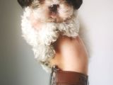 Orjinal Shihtzu Yavru