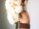 Orjinal Shihtzu Yavru