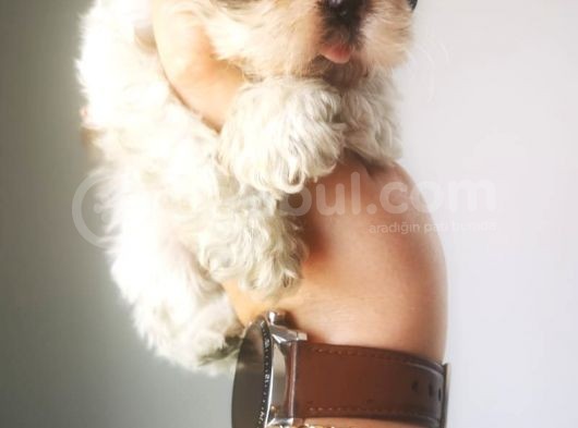 Orjinal Shihtzu Yavru görsel
