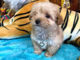 Teacup Malti̇poo Irk Garanti̇li̇ Tesli̇m