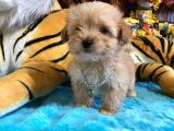 Teacup Malti̇poo Irk Garanti̇li̇ Tesli̇m