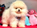 Hari̇ka Pomeri̇an Boo Yavrular
