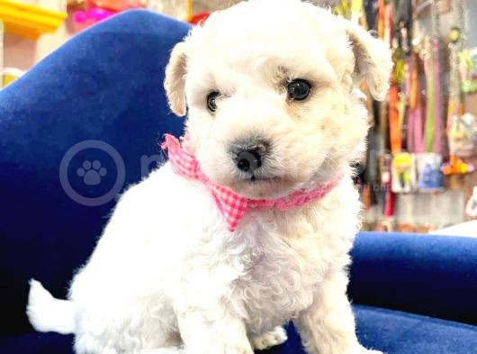 Maltesse Terri̇er  