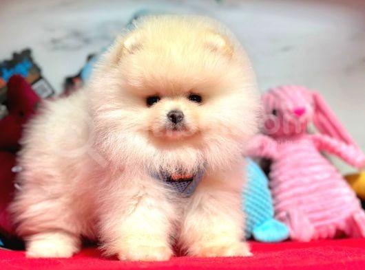 Safkan Pomeranian Boo Yavrularımız