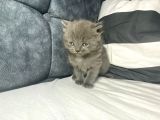 Mavi Gözlü British Shorthair